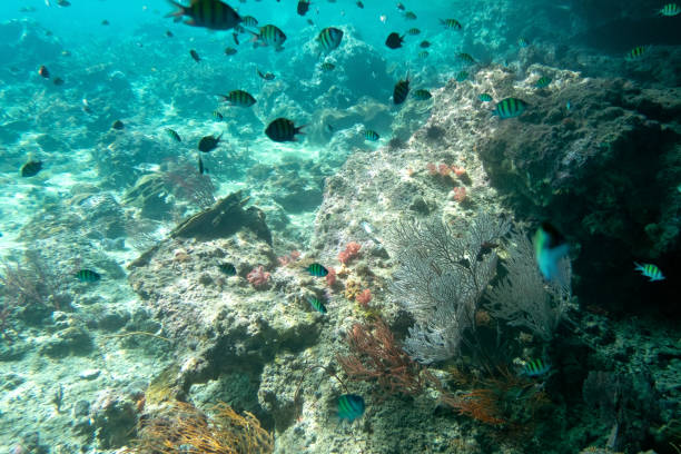 Coraline algae and corel in the cockburn Island, Myanmar