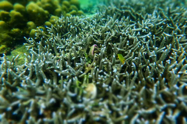 Staghorn coral under the sea in the cockburn island of Myanmar