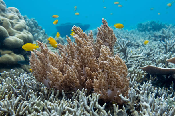 istock Coraline algae and corel in the cockburn Island, Myanmar 1226915497