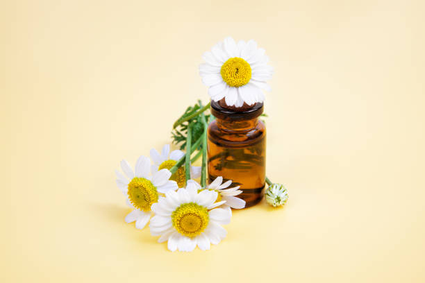 zbliżenie małej szklanej butelki z olejkiem eterycznym i świeżymi kwiatami rumianku na neutralnym pastelowym tle. - chamomile plant daisy spa treatment chamomile zdjęcia i obrazy z banku zdjęć