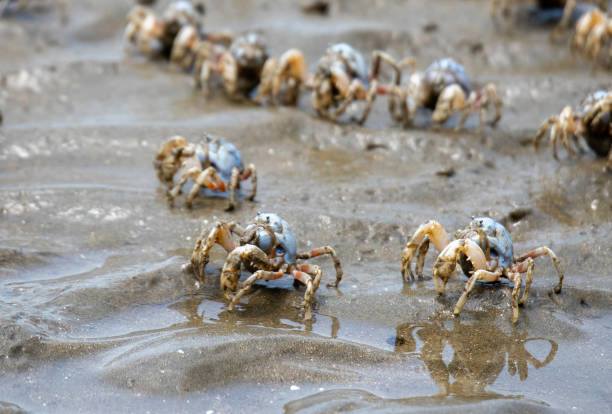istock Soldier Crabs (Mictyris longicarpus)  on sandy beach at low tide in Hong Kong 1226916267