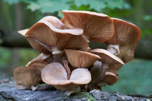 istock Mushroom in the forest 1226918461