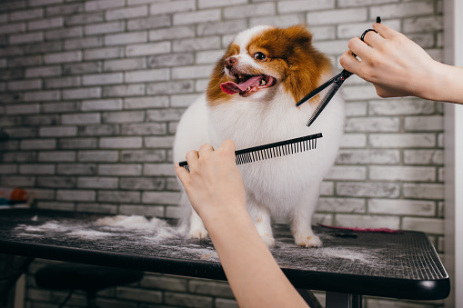 professional caucasian groomer shears and combs the dog hair. cute beautiful puppy spitz was brought on grooming because she began to molt very much. care of animal's health