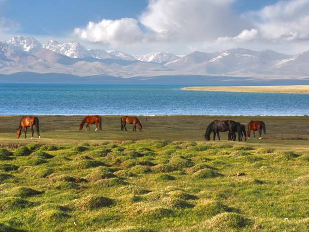 The horse in a large meadow at Song kul lake , Naryn of Kyrgyzstan stock photo