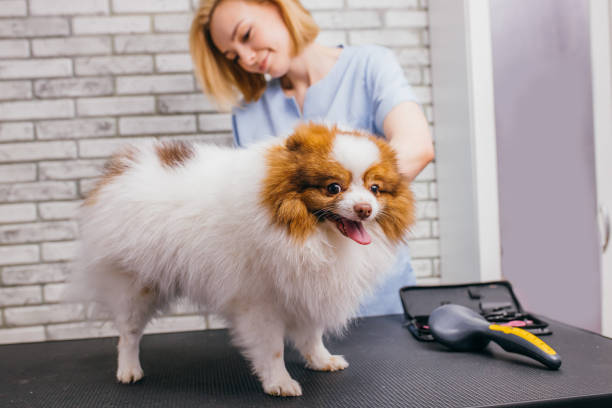 istock beautiful pet spitz in grooming salon 1226919226