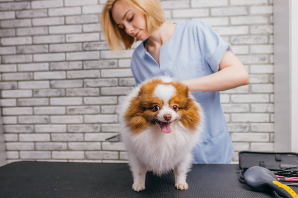 istock careful groomer neatly handle with pet 1226919228