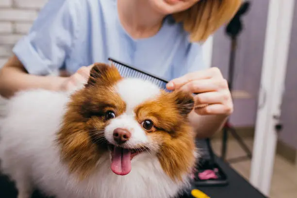 Photo of professional groomer shears and combs the dog