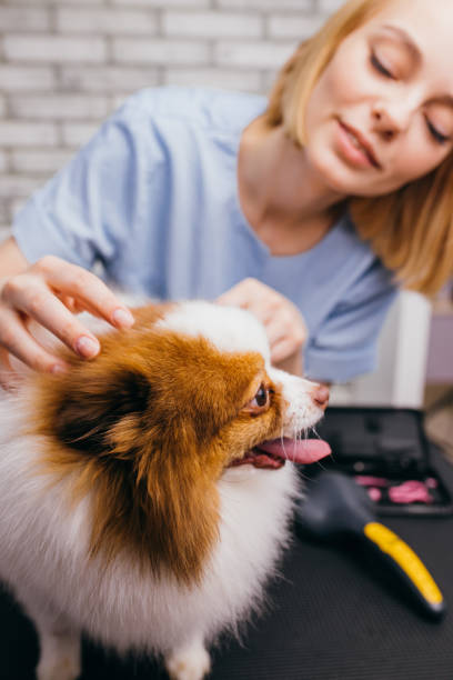 istock hosts brought domestic pet spitz for grooming 1226919417