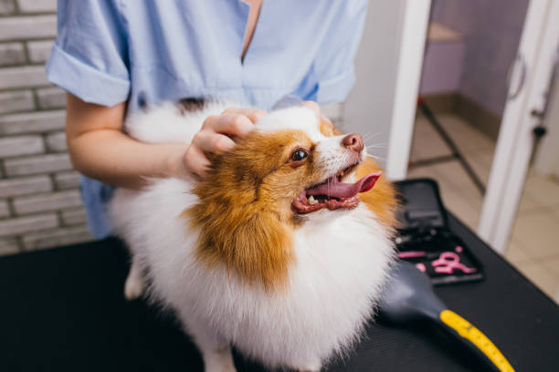 istock calm spitz at grooming procedure 1226919598