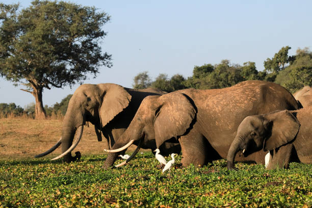 istock Elephants eating in hyacinth 1226921705