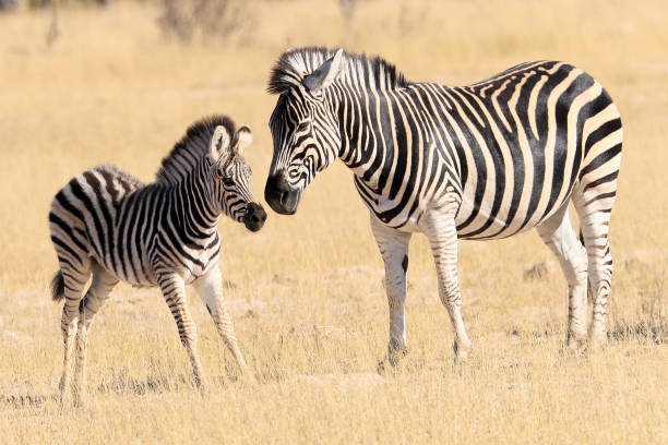 istock Wild Baby Zebra with mother 1226921817