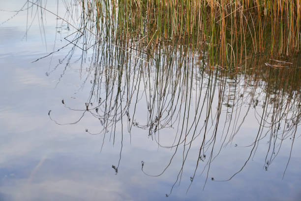 istock Reed is reflected in the water 1226922173