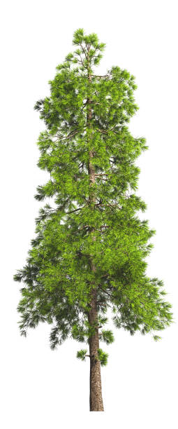 istock Two evergreen tall coniferous pine trees on a white isolated background on a high resolution. 3D stock illustration. 1226923113