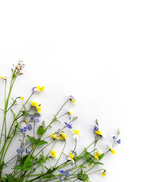 istock Collection of medicinal herbs, forget-me-nots, forest violets 1226923262