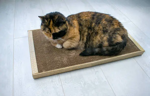 Photo of Funny playful furry cat with a mad look. Three-colored cat is lying on a cardboard scratchpad with the scent of catnip.