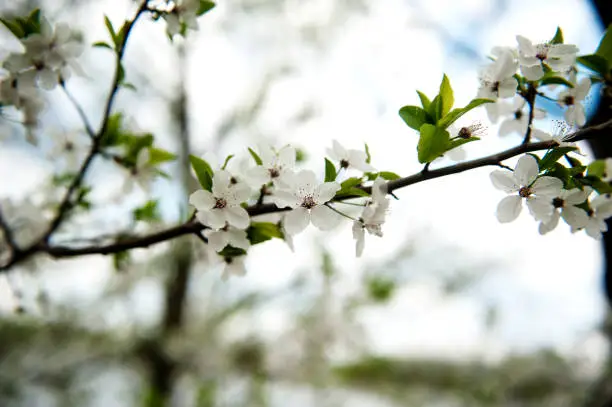 Cherry blossom background. Beautiful spring cherry tree,branch blossoms against blurred  background.  spring garden season.. soft selective focus,close-up