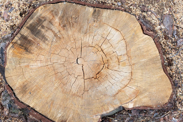 istock Wood texture from cut pine tree trunk, closeup. Cross section of a tree trunk. Flat lay. 1226924871