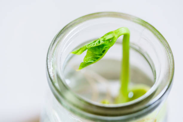 Spring seedlings, home gardening, new hope