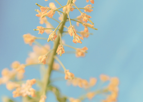 Oilseed Rape