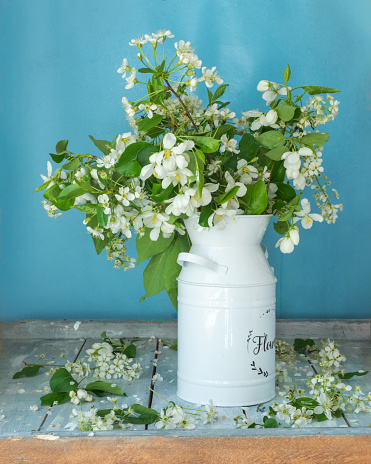 White metal jug with branches of flowering cherry and apple trees on a blue background close-up