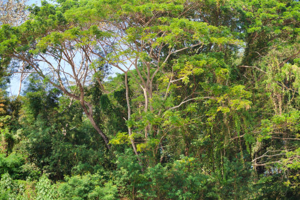 istock Tropical trees and forest at Mekong in Laos 1226927065