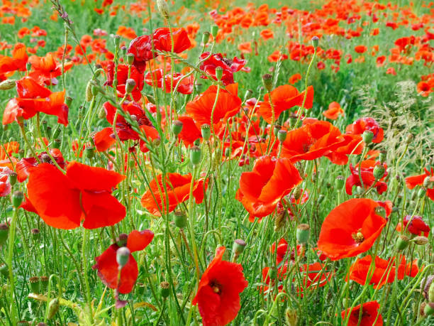 istock Flowering wild growing poppies on the field 1226927466