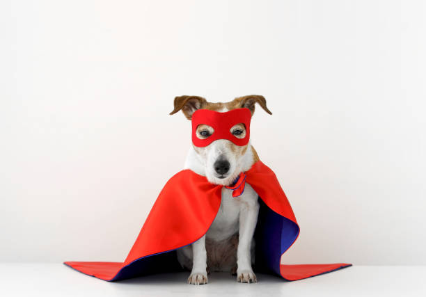 Funny dog in superhero costume Cute little dog in red superhero cape and mask sitting on gray background headland photos stock pictures, royalty-free photos & images