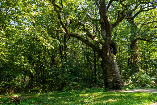 Old Oak in the Hainich Forest of Thuringia in Germany