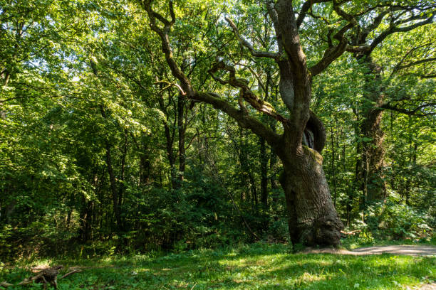 stary dąb w lesie hainich w turyngii w niemczech - spring oak tree leaf oak leaf zdjęcia i obrazy z banku zdjęć