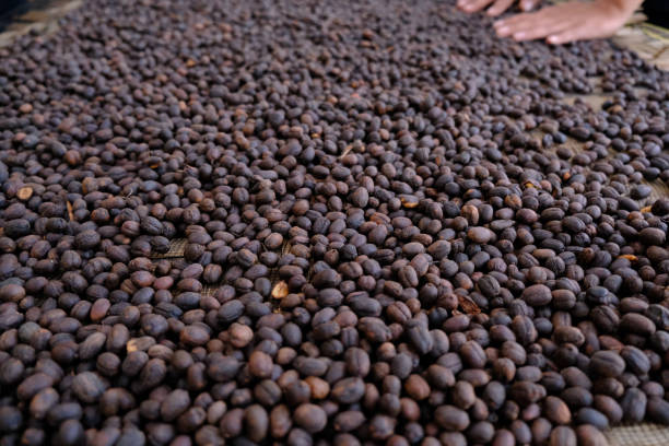 istock The Coffee, from Plantation to Cup 1226930727