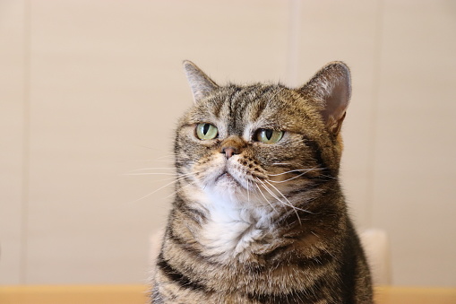 A grey and white fluffy Siberian cat looks up to a large copy space.