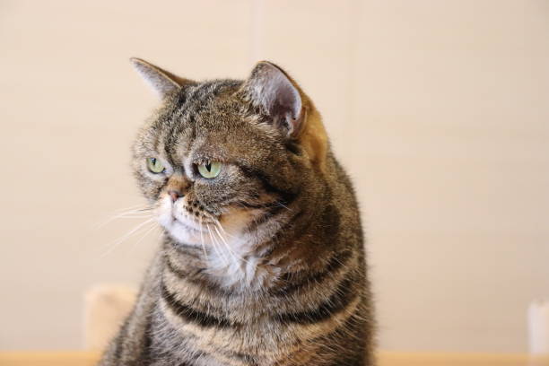 istock A cute cat with a boring look. 1226931960