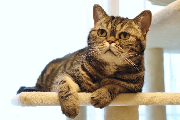 istock Cute cat above the cat tower. 1226932095