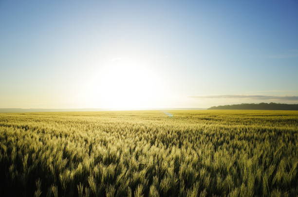 Blooming spring field at sunrise stock photo