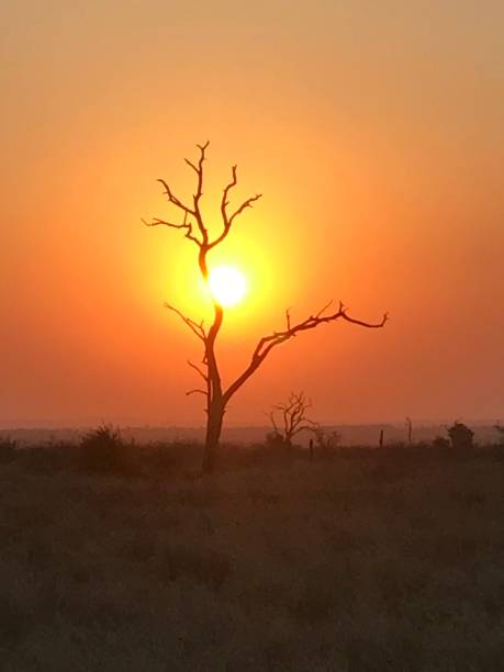 coucher du soleil frappant derrière l’arbre sur le safari - swaziland photos et images de collection