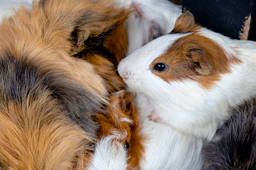 Close up shot group of guinea pig for sale at the store