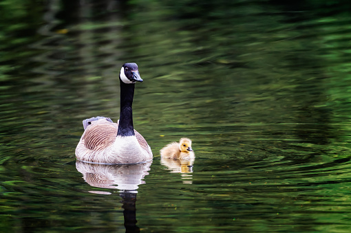 A Canada goose with one newly born gosling which has a covering of fluffy down.
The goose and gosling are on a Scottish loch in Dumfries and Galloway, south west Scotland.
Although some Canada geese do reside in Scotland most migrate from Scandinavia during the winter.
The green reflections on the surface of the water comes from surrounding trees and reeds.