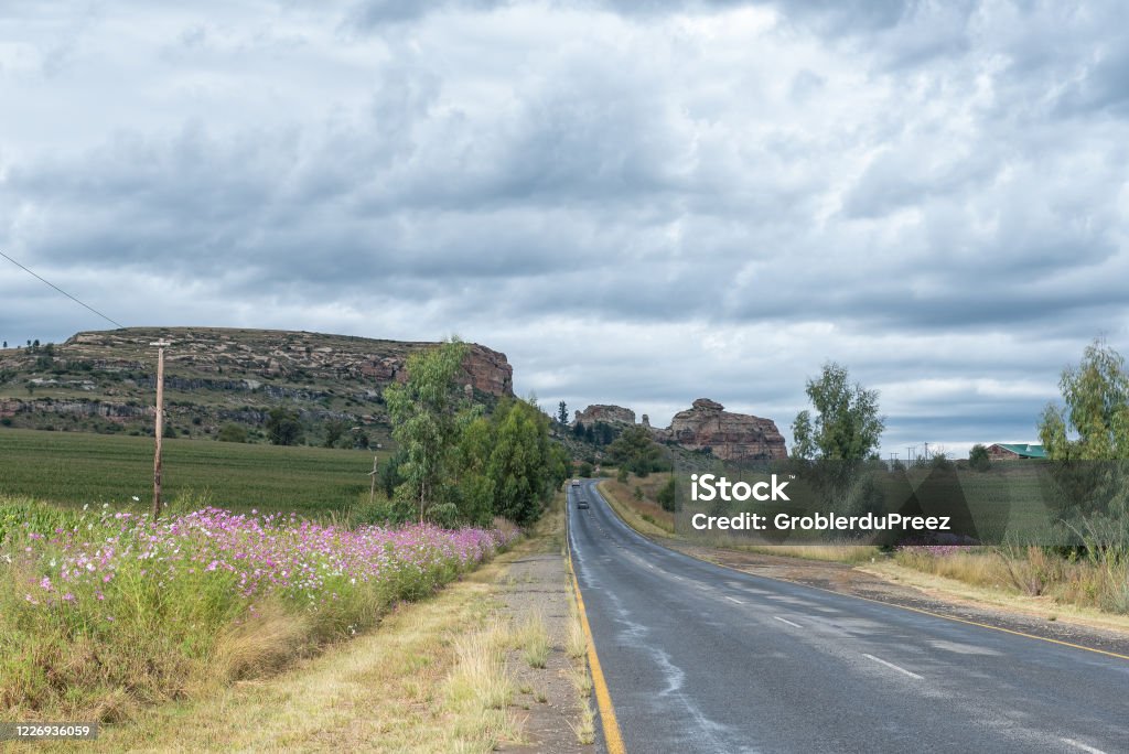 Cosmos flowers next to road R26 between Fouriesburg and Ficksburg Pink and white Cosmos flowers next to road R26 between Fouriesburg and Ficksburg. Vehicles are visible No People Stock Photo