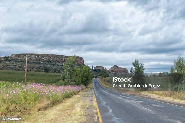 Cosmos Flowers Next To Road R26 Between Fouriesburg And Ficksburg Stock Photo - Download Image Now