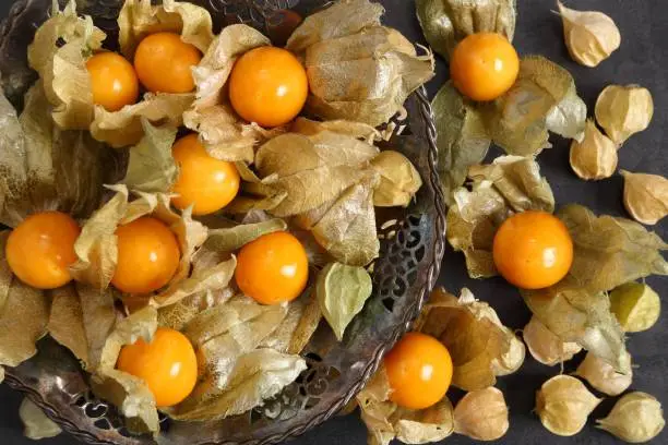 Physalis fruits ( Physalis peruviana) on a metal plate. Golden berry, Cape gooseberry.