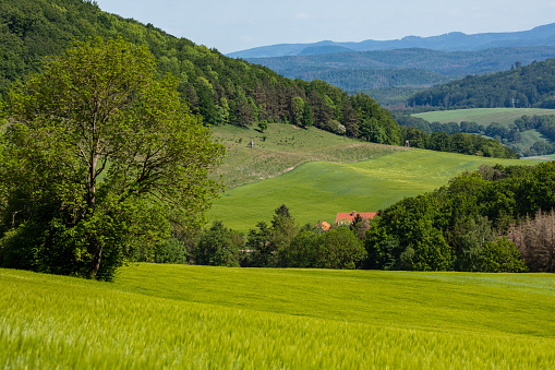 Agriculture and farmland with barley