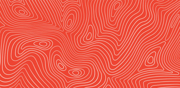 Salmon fillet texture, fish pattern. Vector background with stripes salmon Salmon fillet texture, fish pattern. Vector background with stripes salmon. salmon animal stock illustrations