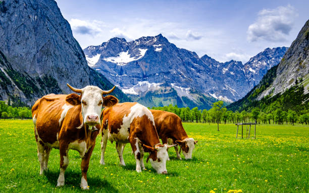 istock cows at the eng alm in austria 1226936994
