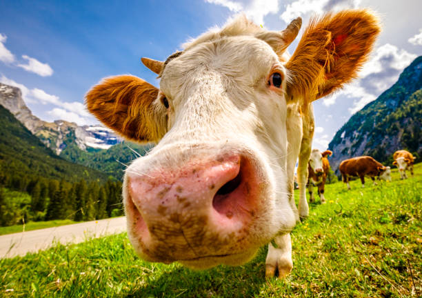 istock cows at the eng alm in austria 1226937962