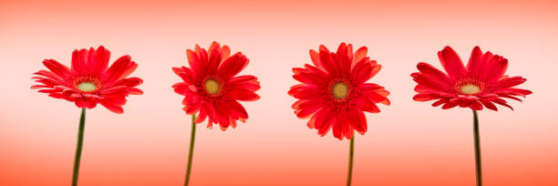 istock Four red daisies (gerbera) flowers isolated on panoramic red background 1226938151