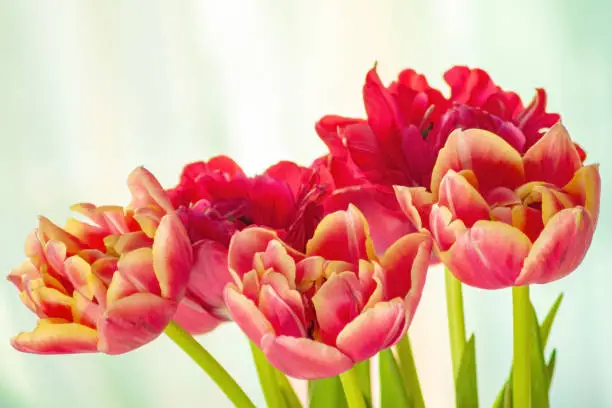 Bouquet of red-yellow beautiful tulips on a blurred background. Flowers for Women's Day.