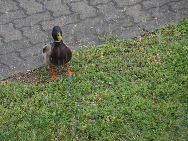 male mallard (Anas platyrhynchos) aka wild duck, in the pouring rain