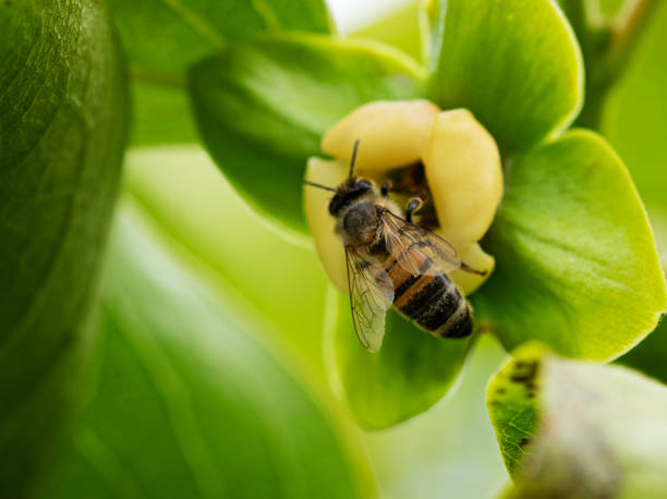 istock bee on yellow flower surrounded by green leaves 1226940051