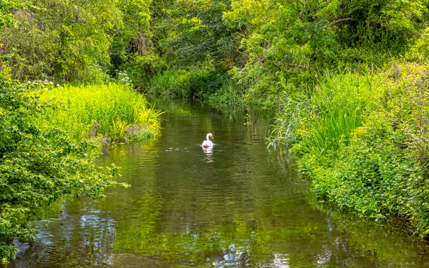 Mute swan (Cygnus olor) in River Test in Mottisfont, Hampshire, United Kingdom Mute swan (Cygnus olor) in River Test in Mottisfont, Hampshire, United Kingdom mottisfont stock pictures, royalty-free photos & images