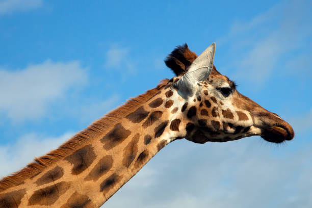 istock Head and neck of Giraffe on blue sky 1226941559